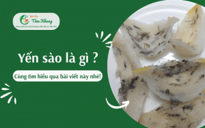 yến sào là gì