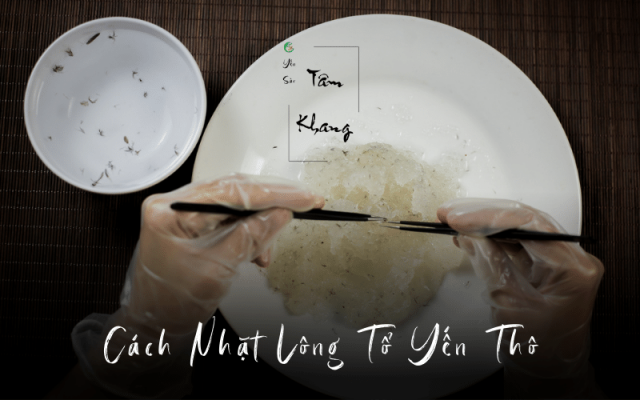 Cách nhặt lông yến thô đơn giản