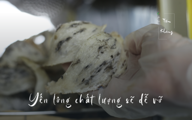Tổ yến có dễ vỡ không